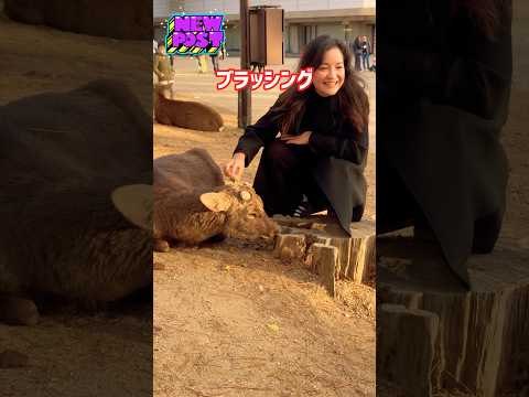 ブラッシングされ気持ちが良さそうな奈良の鹿🫎🇯🇵🇹🇼