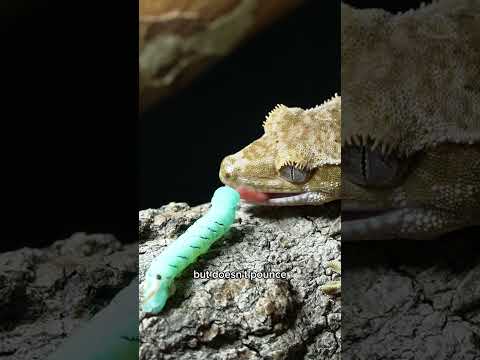 Gecko tries insects for the first time