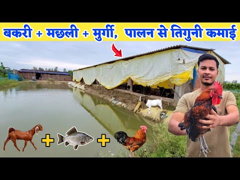 ऐसा अनोखा फार्म आपने नहीं देखा होगा | Desi poultry farming + Fish farming + Goat farming