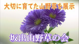 大切に育てた作品を展示 坂出山野草の会「秋の山野草展」