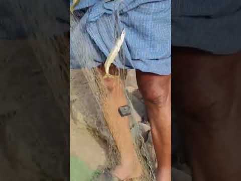 కృష్ణా నదిలో పట్టిన వడ్డె ముక్కు చేపలు #fishes #nonveg #nature #village #shorts #viralshorts #fresh