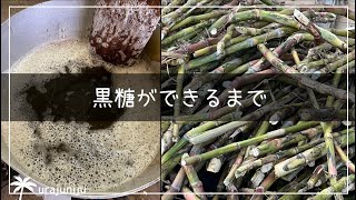 喜界島で【サトウキビから黒糖ができるまでを体験】さとうきびジュース⁉️ 黒糖って白いの⁉️いろんな発見‼️