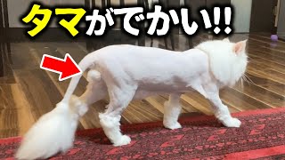 サマーカットしたら『タマ』がデカかった猫