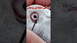 Kabootar ki Annkh ki Pehchan #youtubeshort#short#ytshort#pigeoneyes