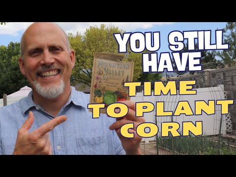 Is It Too Late To Plant Corn in Your Garden