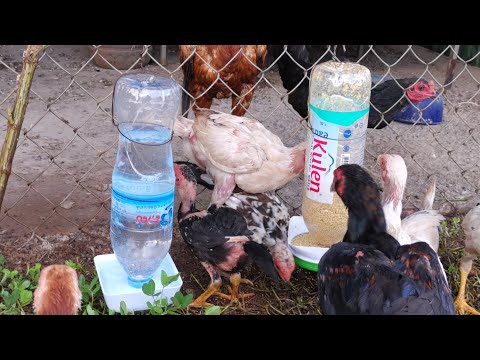 Mind-Blowing DIY Chicken Hacks: Turn 1-Litre Water Bottles into Automatic Water & Food Feeders