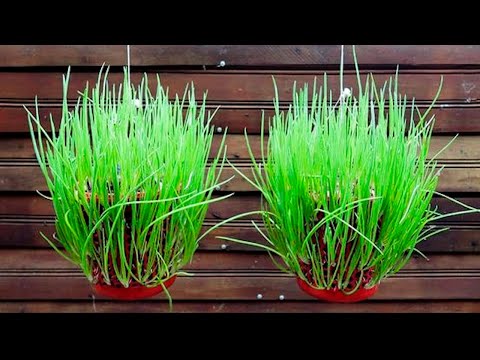 TOP 50 Methods propagating purple onions on the balcony for beginners