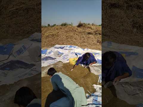 جنتر بیج / جنتر سیڈ jantar seeds Mirpurkhas sindh