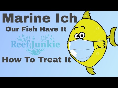 Marine Ich ( Our Fish Have It ) What Is Marine Ich and How To Treat It