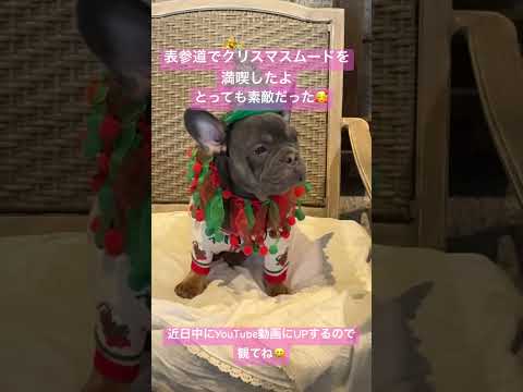 表参道でクリスマスムードを満喫してきたよ🎄　とっても素敵だった💓近日中にYouTube動画にUPするので観てね🥰#フレブル多頭飼い #フレブルのいる暮らし #フレンチブルドッグ