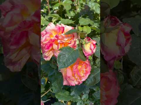 Stunning collection of Roses at the Rose Garden in Golden Gate Park, San Francisco 🌹🌹