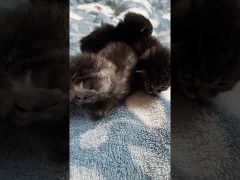 Нашли в кустах выброшенных новорожденных котят!Котята ищут маму. kittens #shorts