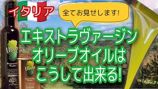 イタリア  エキストラヴァージンオリーブオイルはこうして出来る！　～収穫から搾油まで全てお見せします！～