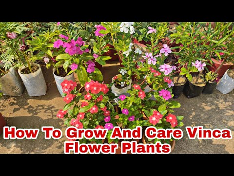 How To Grow And Care Vinca //सदाबहार Flower Plants