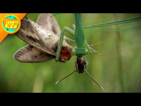 Why Death by Praying Mantis is the WORST Way to Go...