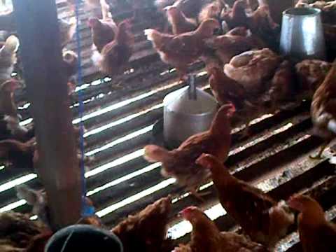 birds feeding in bayelsa by myrtles farms