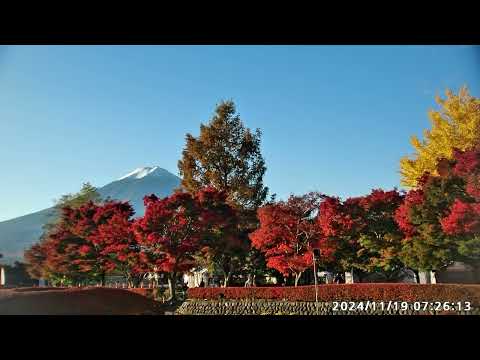 2024年11月19日　富士河口湖町　紅葉まつり会場　ライブカメラ映像