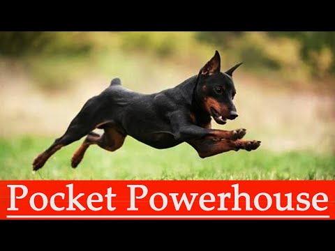 Lively Legends: Miniature Pinscher Stories