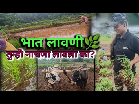 कोकण म्हंटल की भात आलाच.🌾💫तर चला भात लाऊयात सोबत नाचणा लावू #vlog #कोकणकन्या#कोकण #कोकणसुख#कोकणी