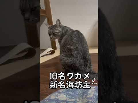 旧名ワカメ　新名海坊主　#ねこのいる生活 　#ねこ部 　#shorts