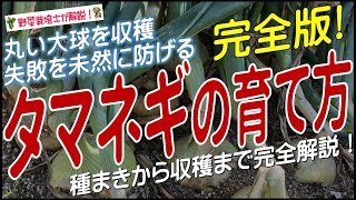 タマネギの上手な育て方（種まきから収穫までを完全解説）玉葱栽培方法のコツとポイントが分かる！