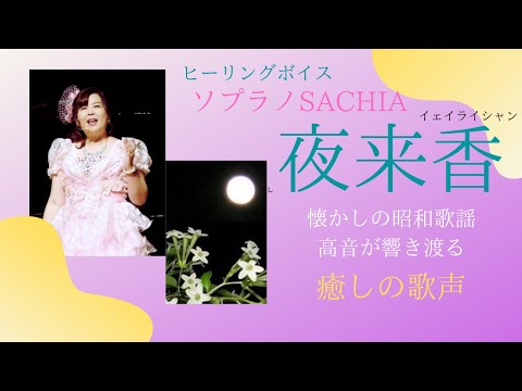 【懐かしの昭和歌謡】夜来香　高音が響き渡る❣️コロナ禍で気持ちが落ち込んだ時　やる気を起こし　自分を取り戻せる❣️　ソプラノ SACHIA.　さちあ