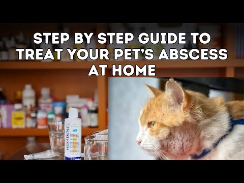 Avoid Vet Visits: Home Remedies for your Dog or Cat's Abscess