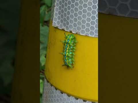 美麗的毛毛蟲-刺蛾幼蟲!! Gorgeous Caterpillar!!  #wildlife #nature