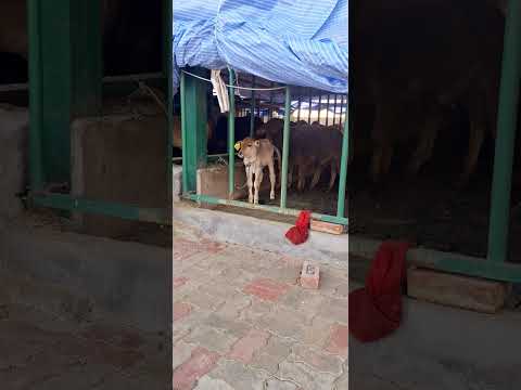 🐄😘प्यारा गए ka बच्चा #cowbaby