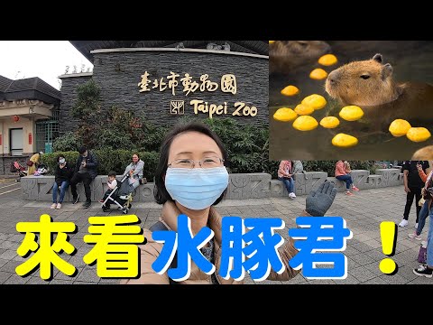 來看水豚君！台北市立木柵動物園~穿山甲館〈熱帶雨林室內館〉~全世界最大的囓齒類動物