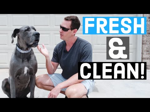 Efficient Weekly Grooming Routine for Great Danes!