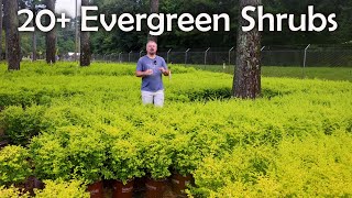 Awesome Mid-Sized Evergreen Shrubs