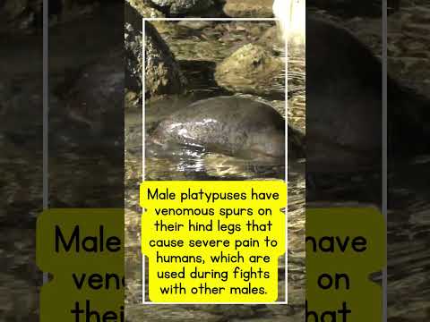 Duckbill Platypus #duckbill #platypus #egglaying #viral #amazinganimals #weirdanimals