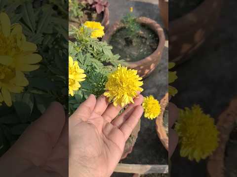 আমার শীতের ছাদ বাগান 2023 #shorts #youtubeshorts #wintergarden #seasonalflower