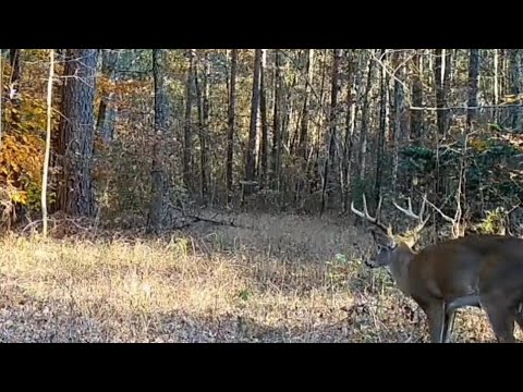 Killshot!! Big Buck Down!! Less than 3 months to go! #bbd #killshot #countdown #whitetail #tactacam