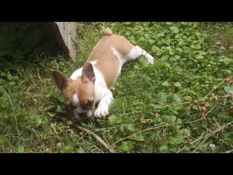 12wk old Poppy French Bulldog Puppy