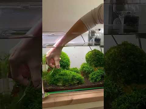 Massive trimming session on my moss aquarium #aquarium #aquaquarium #fishtank #fish #moss