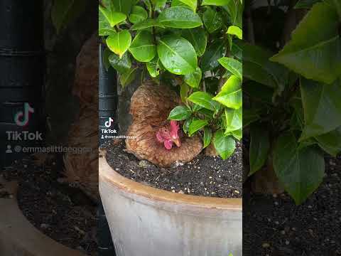 My pet chicken in her favourite place 😍 #cuteanimals #petchicken