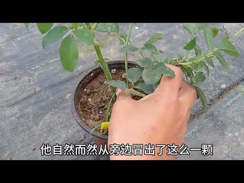 压枝促笋枝必备这两个条件，否则白折腾。