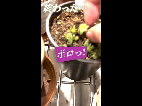 【悲劇】セダムが○んで完全に終了（クラッスラ セツローサ）！！ - 外資系企業で働くVlog