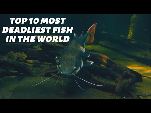 Top 10 Most Deadliest Fish In The World