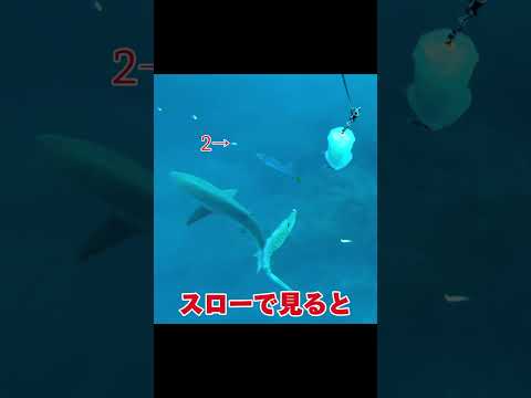 水中釣りカメラですごい映像撮れた#釣り#沖縄#万座毛