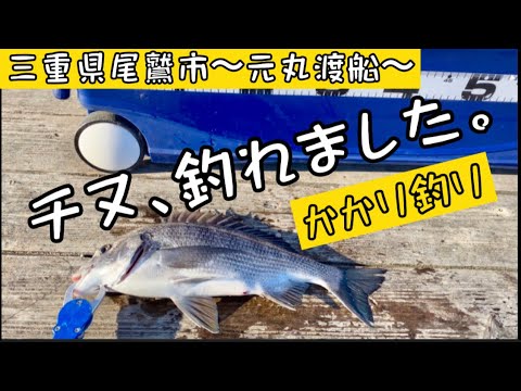 【チヌかかり釣り】三重県尾鷲市でオススメの渡船屋筏釣り