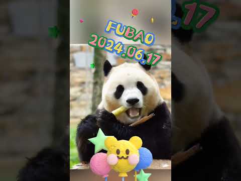 FUBAO2024.06.17 #panda #pets #fubao #animals #cute #cutepanda #love #automobile #zoo #happy