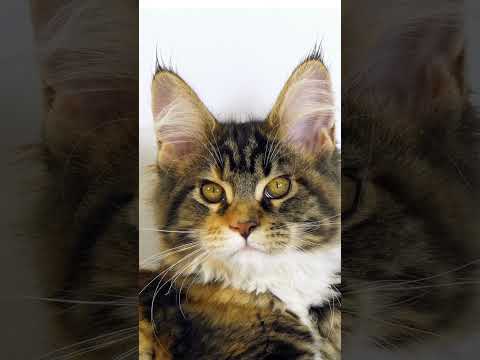 Facts About Maine Coon Cats | Two Crazy Cat Ladies #cats #mainecoon #catfacts