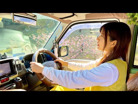 SUB) Minivan Life | Cherry Blossom Festival in Okinawa, Japan | Car Camping