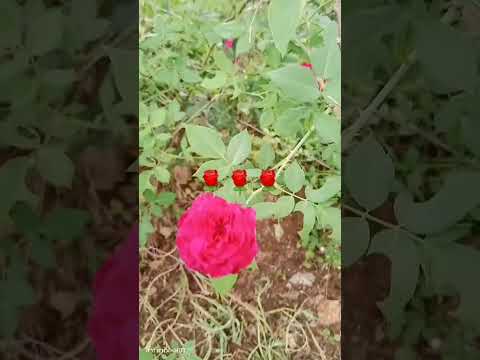 Rose #ทิดแอม #สวยขยี้ใจ #มอสคำหมากบิน #shortvideo #youtube #flowers #shorts #short