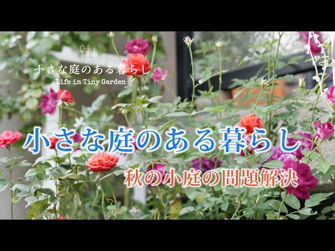 ガーデニング｜秋の小庭の問題解決｜ 〜小さな庭のある暮らし#94〜Gardening ｜ Life in a tiny garden