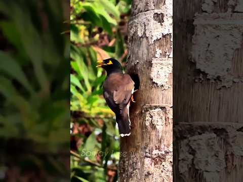 myna bird sound💤 #shorts #short #shortvideo #shortsfeed #mynasound #mynabird