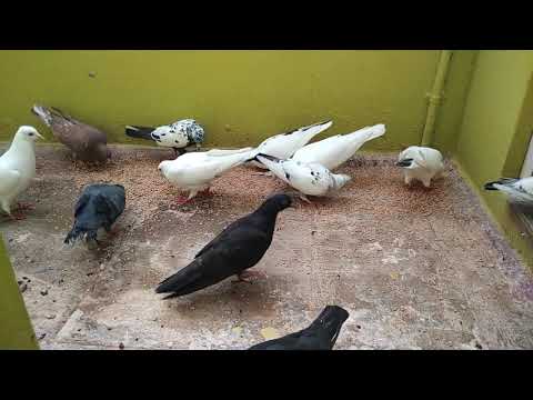 Pura valarpu | True story about my pigeons  | tamil | தமிழில் | #mypigeonstory #pigeonloftstory